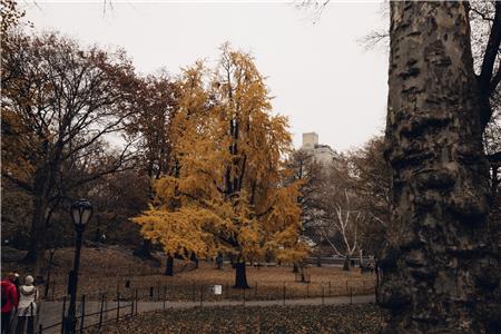 Central Park